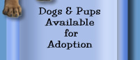 Dogs Available for Adoption